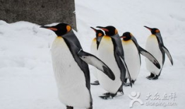 企鹅吃瓜爆料最新版,娱乐圈最新猛料大揭秘！